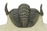 Enrolled Diademaproetus Trilobite - Foum Zguid, Morocco #125140-2